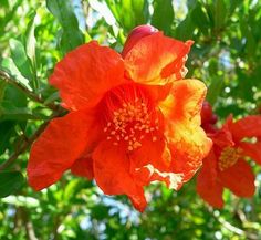 an orange flower is blooming on a tree