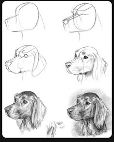 Drawing Dog Tutorial, Dog Sketch Tutorial, Animal Drawings Sketches Step By Step, Draw Dog, Dog Drawing Tutorial, Drawing Dogs