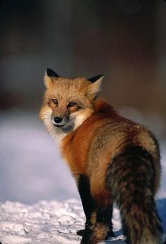 a red fox is standing in the snow