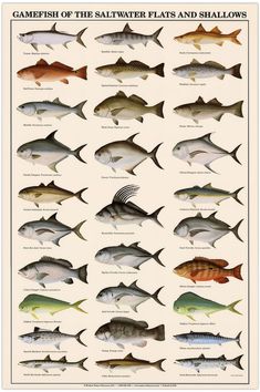 a poster with different types of fish on it