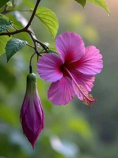 a pink flower hanging from a tree branch