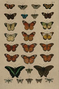 a group of butterflies with different colors and sizes