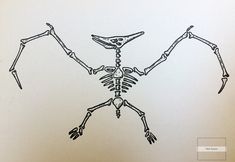 a drawing of a skeleton with arms and legs