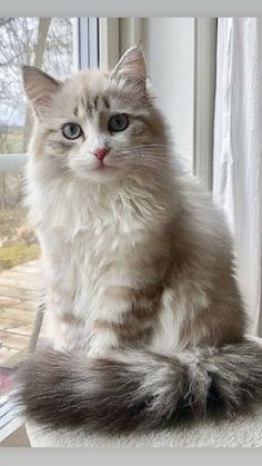 a white and grey cat sitting on top of a scratching post next to a window