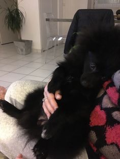 a woman holding a black dog on her lap