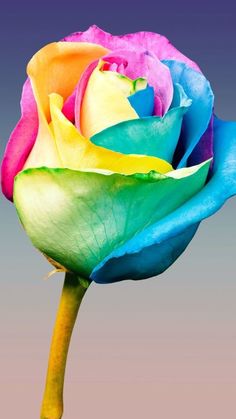 a multicolored rose is shown on a gray background