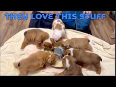 four puppies eating out of a bowl on top of a blanket that says, they love this stuff