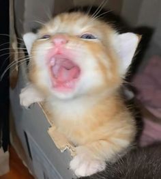 an orange and white cat yawning while sitting on top of a gray box