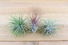 three air plants sitting on top of a wooden table