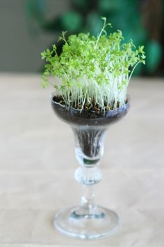 a small glass vase filled with plants on top of a wooden table covered in dirt