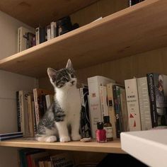 a gray and white cat sitting on top of a wooden shelf next to bookshelves