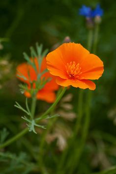 an orange flower with blue flowers in the background