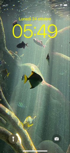 an underwater scene with fish swimming in the water and sunlight shining through the water on it's screen