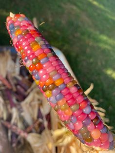 a corn cob with multi colored beads on it's end in the grass