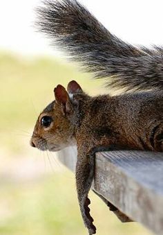 a squirrel sitting on top of a wooden bench