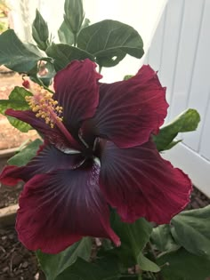 a purple flower with green leaves in a pot on the side of a white building