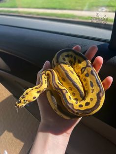 a person holding a yellow and black snake in their hand while sitting in a car