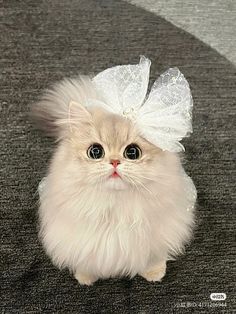 a white cat with a bow on it's head sitting on the floor looking at the camera