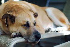 a large brown dog laying on top of a chair