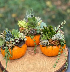 three pumpkins with succulent plants in them are sitting on a tree stump