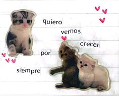 two kittens sitting next to each other on top of a piece of paper with words written in spanish