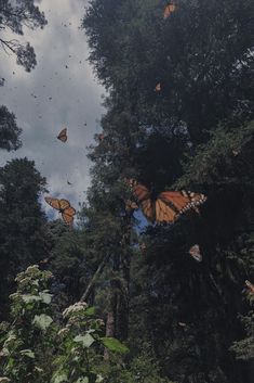 many butterflies flying in the air above trees