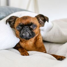 a small brown dog laying on top of a bed under a white blanket and pillows