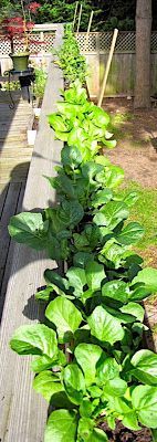 a row of green plants sitting on top of a wooden deck