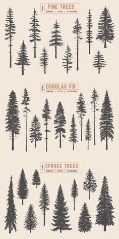 pine trees are shown in black and white, with the words douglas fir on them