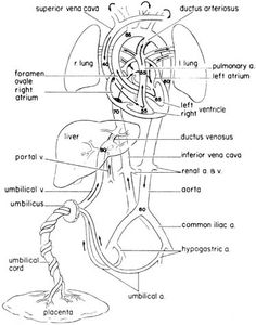 diagram of the human body and its major structures