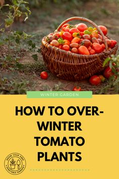 a basket full of tomatoes sitting on the ground with text overlay reading how to over - winter tomato plants