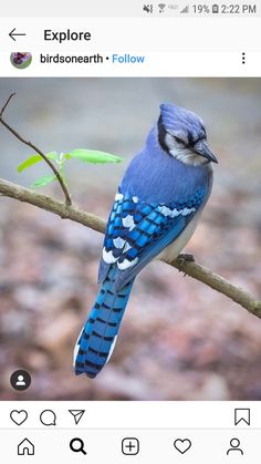 a blue bird sitting on top of a tree branch