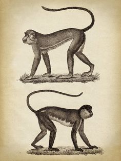 two monkeys standing next to each other on top of a piece of paper with writing in it