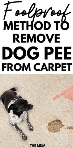 a black and white dog laying on top of a rug next to a person's hand