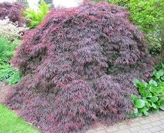 a bush with red leaves in the middle of a garden