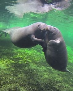 two sea lions swimming in the water near some rocks and algae growing on the ground