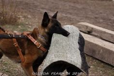 a german shepard dog with a blanket on it's back