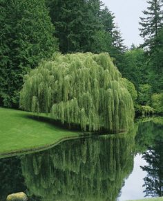 a large tree sitting next to a lake in the middle of a lush green forest