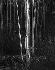 black and white photograph of trees in the woods