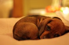 a small brown dog laying on top of a bed