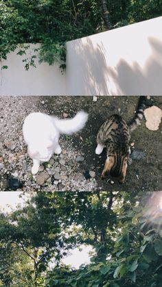 two cats walking around in the dirt near trees and rocks, with one cat looking up at the camera