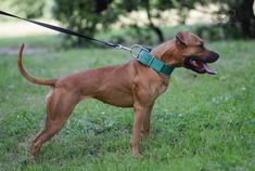 a brown dog standing on top of a lush green field