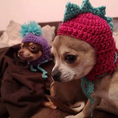 two small dogs wearing knitted hats on top of a couch next to each other