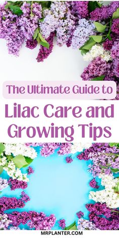 Time-saving lilac care checklist for busy gardeners Low Maintenance Garden