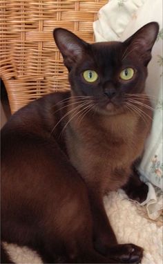 Top Brown Cat Breeds Overviewed: A Complete Guide | Cat Lover, Funny Cats, Pet Cat Care Tips & Facts, Cat Behavior & Signs, Cat Training | Oriental Shorthair Cat, Manx Cat, Persian, Devon Rex, York Chocolate Cat Tonkinese Cat, Burmilla, Burmese Cat, Cats Breeds, Havana Brown, Domestic Cat, Siamese Cats, Cats Meow