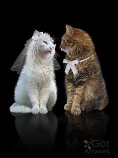 two cats sitting next to each other on a black surface with one cat wearing a veil