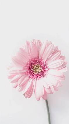 a large pink flower on a white background