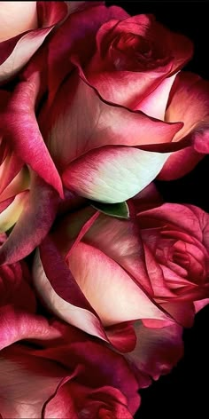 red and white roses are arranged together