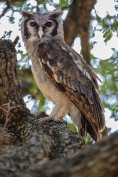 an owl sitting on top of a tree branch