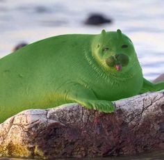 a green seal laying on top of a rock near the ocean with its tongue out